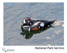 Harlequin Duck