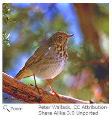 Hermit Thrush