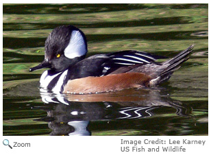 Hooded Merganser