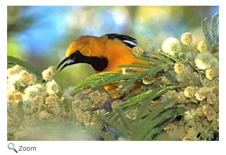 Hooded Oriole