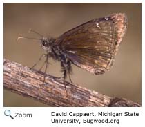 Horace's Duskywing