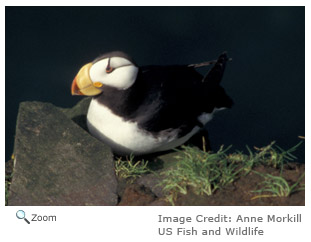 Horned Puffin