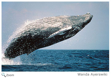 Humpback Whale