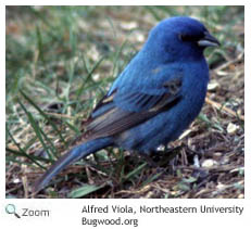 indigo bunting