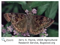 Juvenal's duskywing