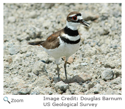 Killdeer