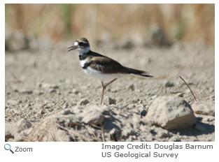 Killdeer