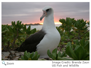 Laysan Albatross