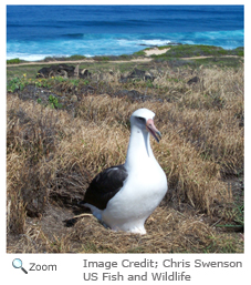 Laysan Albatross