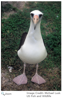 Laysan Albatross