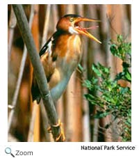 Least Bittern