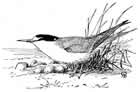 least tern