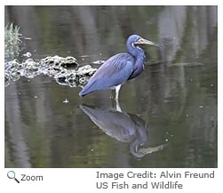 Little Blue Heron