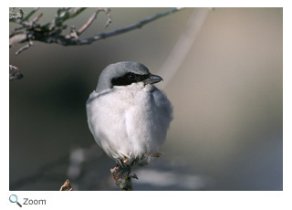 Loggerhead Shrike