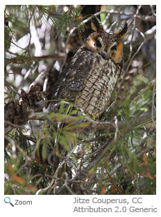 Long-eared Owl