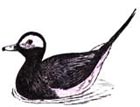 long tailed duck