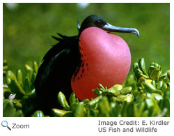 Magnificent Frigatebird