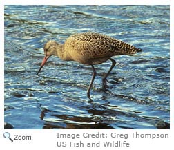 Marbled Godwit