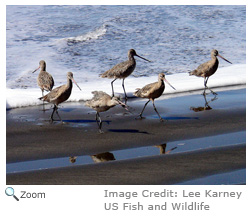 Marbled Godwit