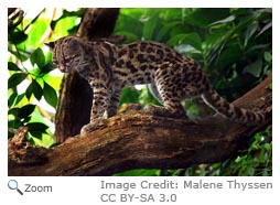 Margay