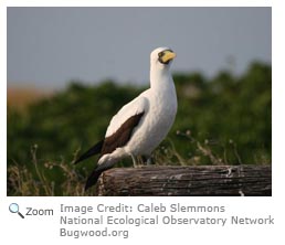 Masked Booby