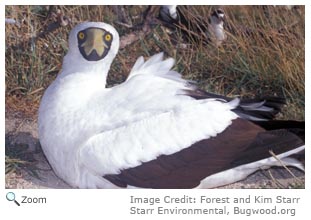 Masked Booby