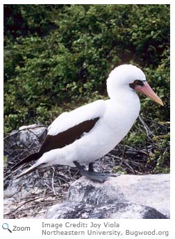 Masked Booby