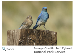 Mountain Bluebird