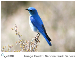 Mountain Bluebird