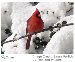 Cardinal