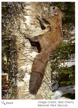 Northern Flying Squirrel