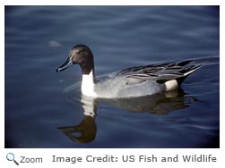 Northern Pintail