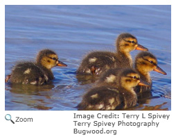 Northern Shoveler