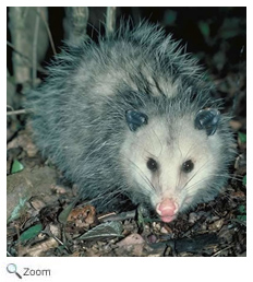 opossum