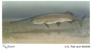 Paddlefish