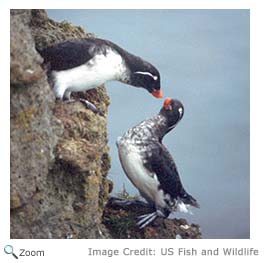 Parakeet Auklet