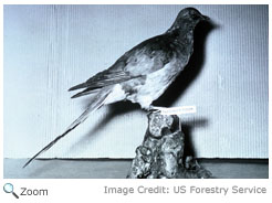 passenger pigeon