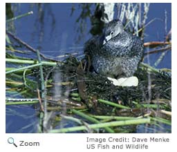 Pied-billed Grebe