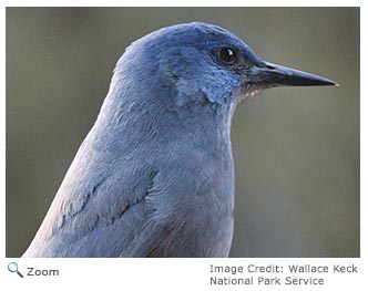 Pinyon Jay