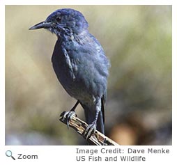 Pinyon Jay