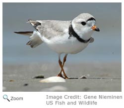 Piping Plover