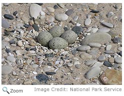 Piping Plover