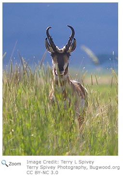 Pronghorn