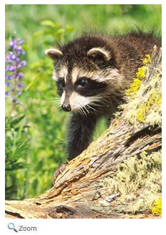 raccoon