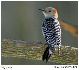 Red-bellied woodpecker