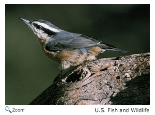 Red-breasted Nuthatch