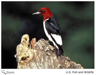 Red-bellied woodpecker