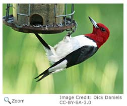 Red-headed Woodpecker