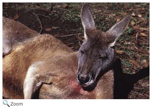 Red Kangaroo