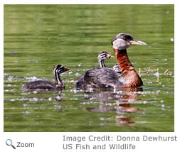 Red-necked Grebe